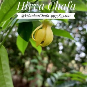 Hirva Chafa