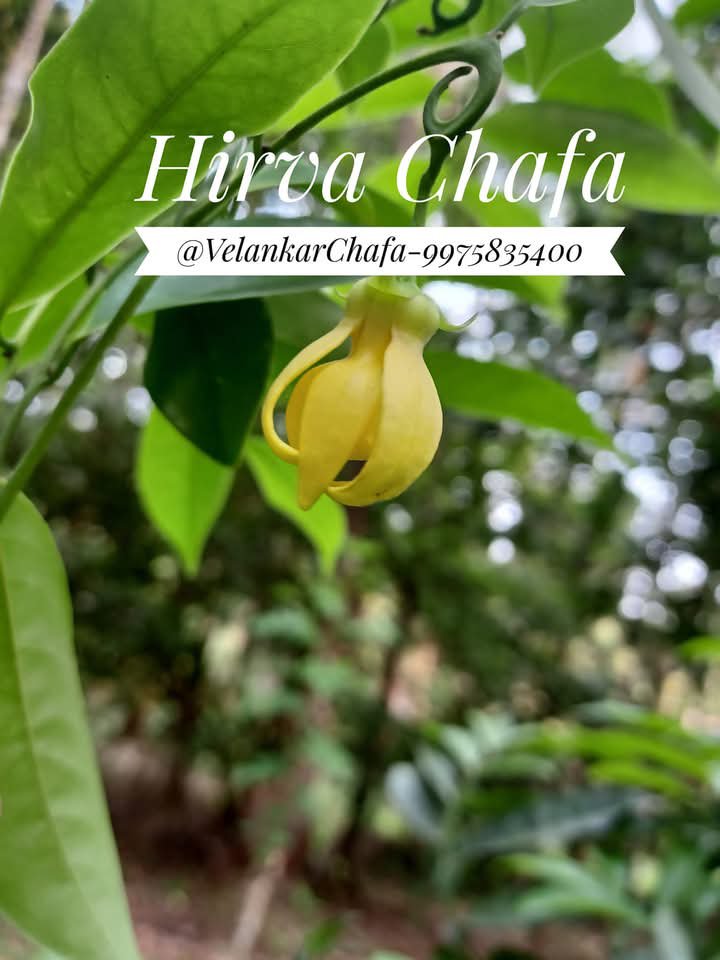 Hirva Chafa